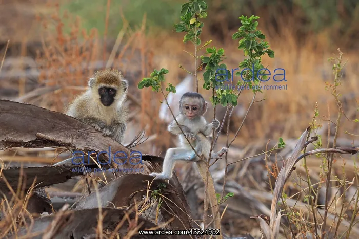 : 80199947 Black-Faced Vervet - adult and very young : 80199947 Black-Faced Vervet - adult and very young