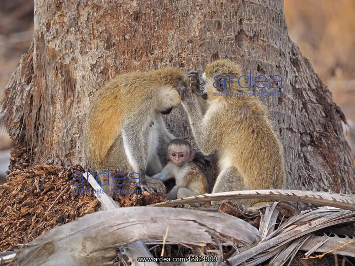 : 80199948 Black-Faced Vervet - adult and very young : 80199948 Black-Faced Vervet - adult and very young