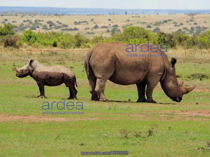 : 80199949 White Rhino - female with calf Solio Ranch : 80199949 White Rhino - female with calf Solio Ranch