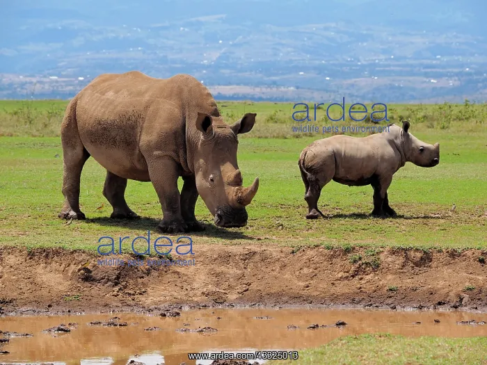 : 80199950 White Rhino - female with calf at waterhole : 80199950 White Rhino - female with calf at waterhole
