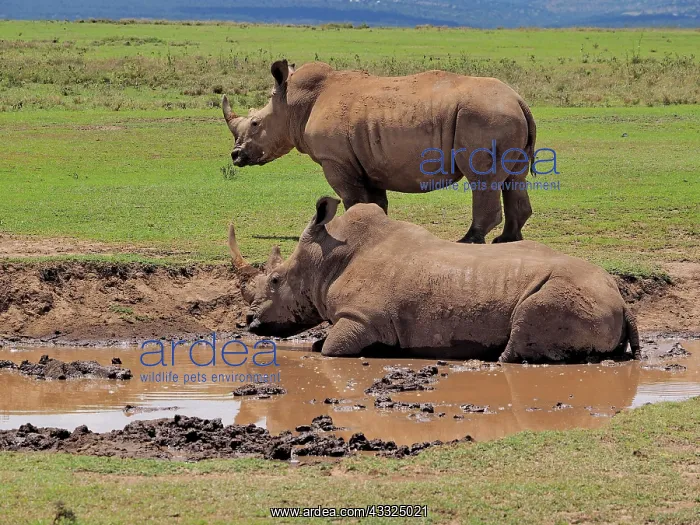 : 80199951 White Rhino - male and female at waterhole : 80199951 White Rhino - male and female at waterhole