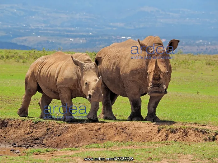 : 80199952 White Rhino - male and female at waterhole : 80199952 White Rhino - male and female at waterhole