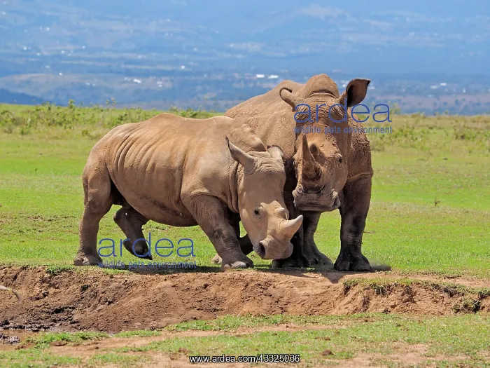 : 80199953 White Rhino - male and female at waterhole : 80199953 White Rhino - male and female at waterhole