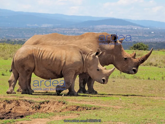 : 80199954 White Rhino - male and female at waterhole : 80199954 White Rhino - male and female at waterhole