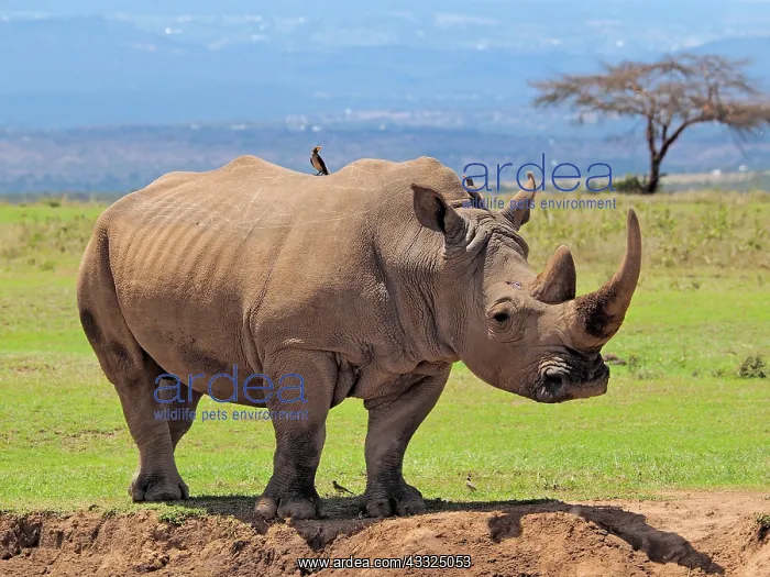 : 80199955 White Rhino - large male Solio Ranch, Kenya : 80199955 White Rhino - large male Solio Ranch, Kenya