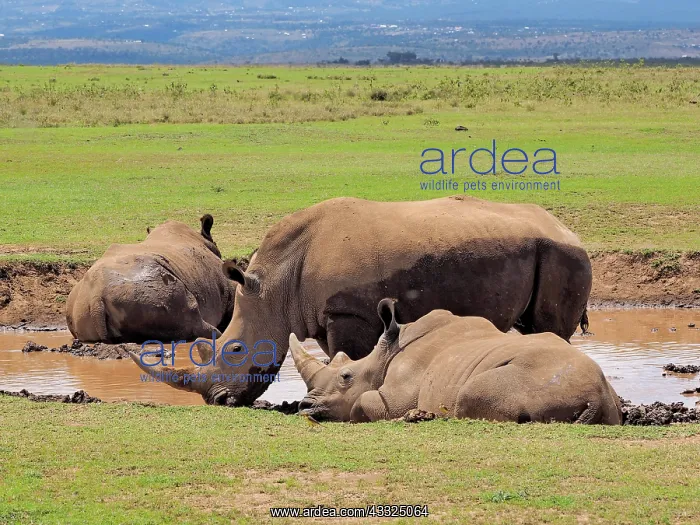 : 80199956 White Rhino - group at waterhole Solio : 80199956 White Rhino - group at waterhole Solio