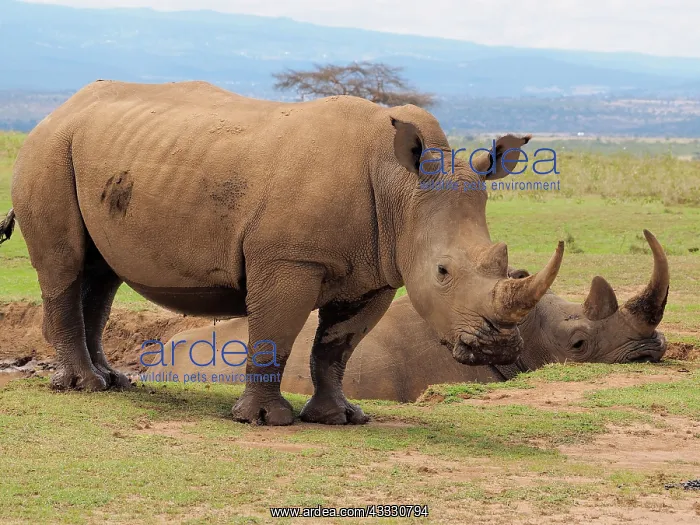 : 80199957 White Rhino - group at waterhole Solio : 80199957 White Rhino - group at waterhole Solio