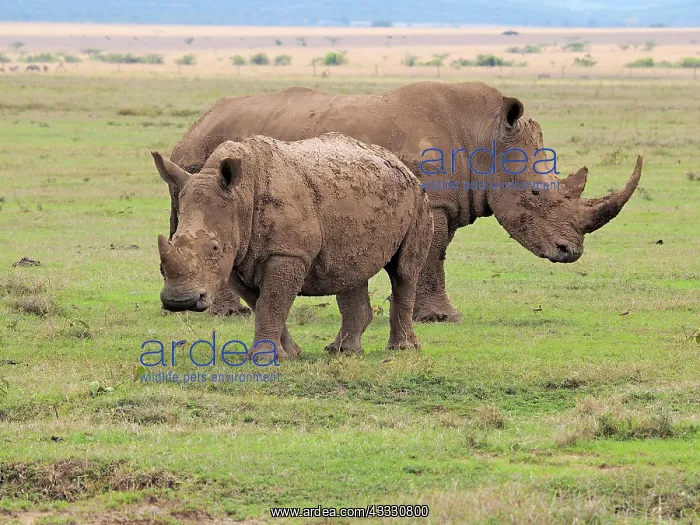 : 80199958 White Rhino - male and female Solio Ranch : 80199958 White Rhino - male and female Solio Ranch