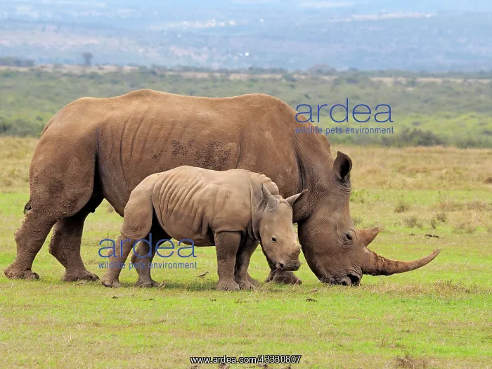 : 80199959 White Rhino - female with calf Solio Ranch : 80199959 White Rhino - female with calf Solio Ranch