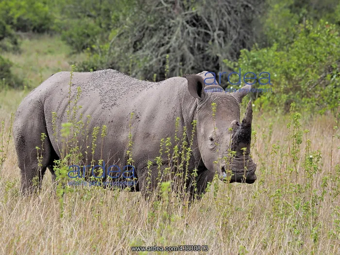 : 80199960 White Rhino - adult Solio Ranch, Kenya : 80199960 White Rhino - adult Solio Ranch, Kenya