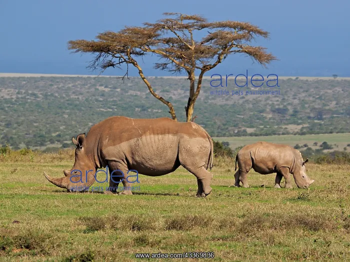 : 80199961 White Rhino - female with calf Solio Ranch : 80199961 White Rhino - female with calf Solio Ranch