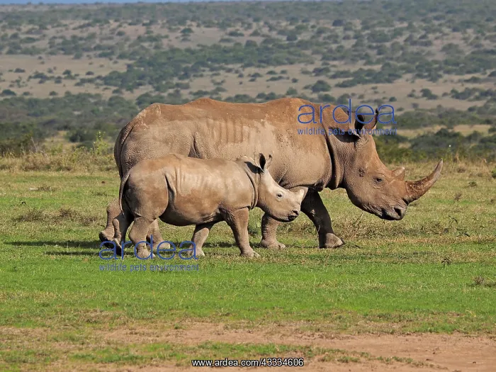 : 80199963 White Rhino - female with calf Solio Ranch : 80199963 White Rhino - female with calf Solio Ranch