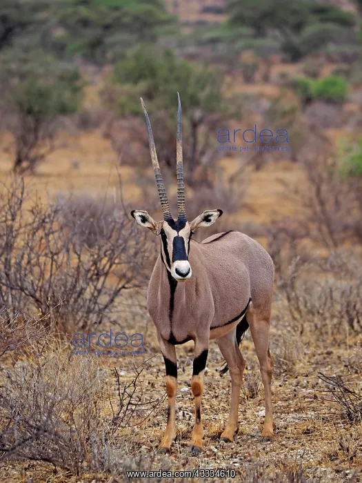 : 80199964 Oryx Antelope - female Samburu Game Reserve : 80199964 Oryx Antelope - female Samburu Game Reserve