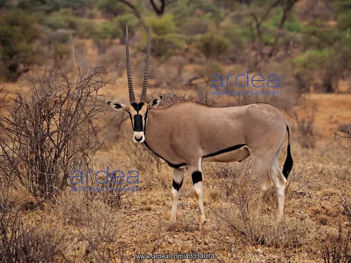 : 80199965 Oryx Antelope - male Samburu Game Reserve : 80199965 Oryx Antelope - male Samburu Game Reserve