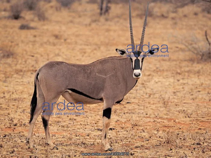 : 80199966 Oryx Antelope - male Samburu Game Reserve : 80199966 Oryx Antelope - male Samburu Game Reserve