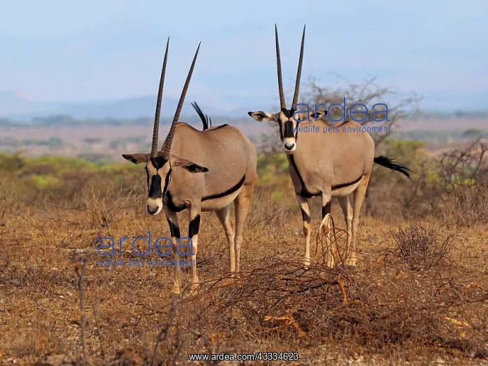 : 80199967 Oryx Antelope Samburu Game Reserve, Kenya : 80199967 Oryx Antelope Samburu Game Reserve, Kenya
