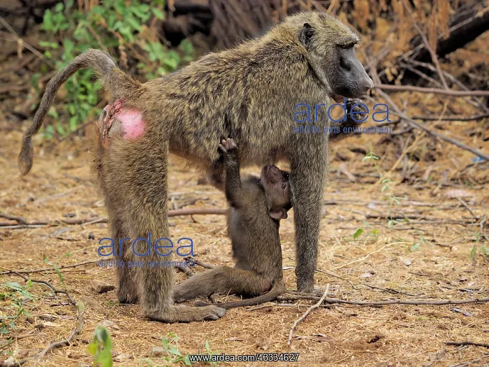 : 80199968 Olive Baboon - mother nursing young Samburu : 80199968 Olive Baboon - mother nursing young Samburu