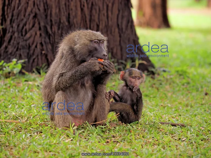 : 80199969 Olive Baboon - mother with young eating : 80199969 Olive Baboon - mother with young eating