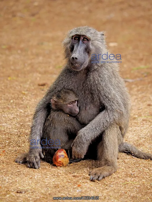 : 80199970 Olive Baboon - mother with young eating : 80199970 Olive Baboon - mother with young eating
