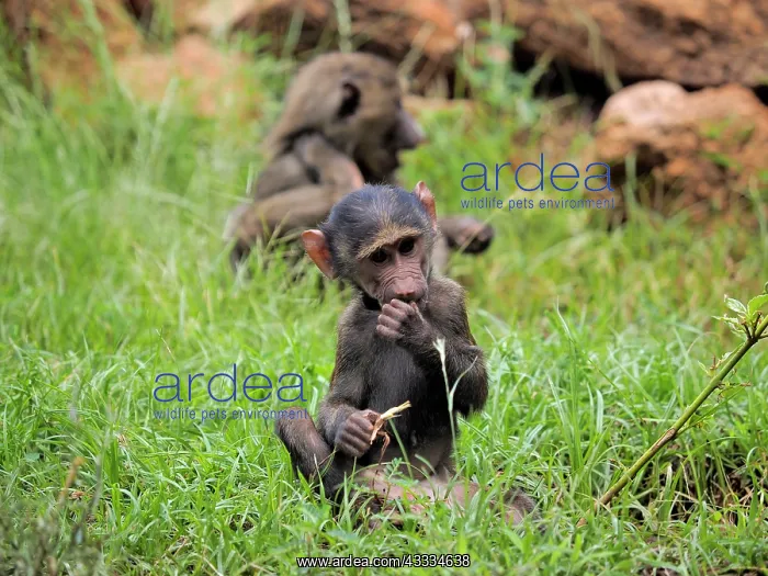 : 80199971 Olive Baboon - young Samburu Game Reserve : 80199971 Olive Baboon - young Samburu Game Reserve