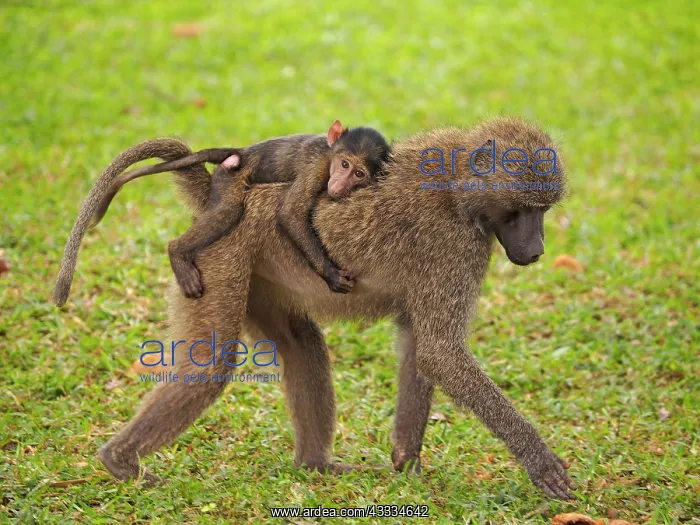 : 80199972 Oliv Baboon - mother with young sitting : 80199972 Oliv Baboon - mother with young sitting
