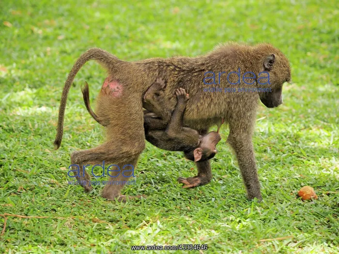 : 80199973 Oliv Baboon - mother nursing young whiile : 80199973 Oliv Baboon - mother nursing young whiile
