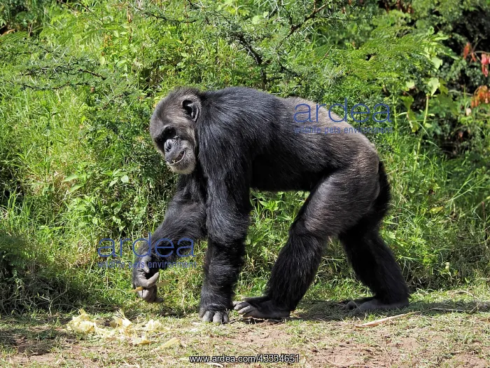 : 80199974 Chimpanzee - adult male Sweetwater Chimpanzee : 80199974 Chimpanzee - adult male Sweetwater Chimpanzee