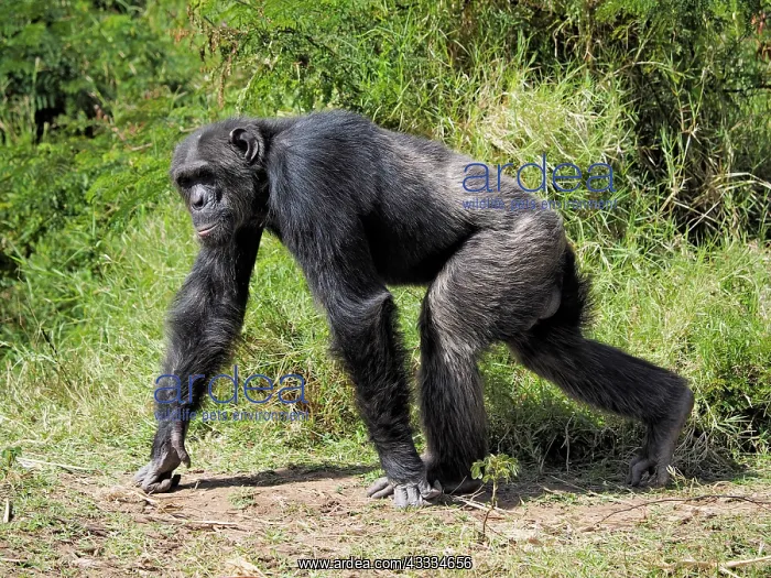 : 80199975 Chimpanzee - adult male Sweetwater Chimpanzee : 80199975 Chimpanzee - adult male Sweetwater Chimpanzee
