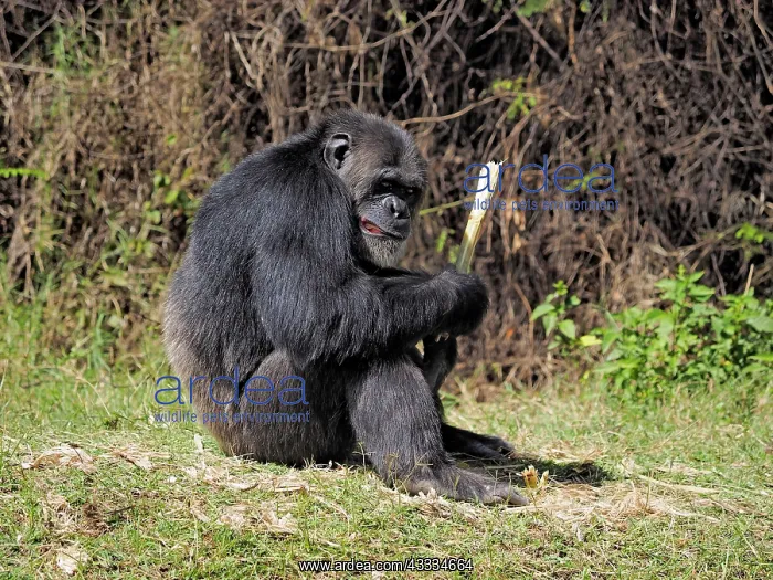 : 80199977 Chimpanzee - adult male wth piece of bamboo : 80199977 Chimpanzee - adult male wth piece of bamboo