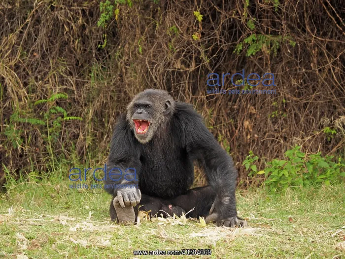 : 80199978 Chimpanzee - adult male sitting on the : 80199978 Chimpanzee - adult male sitting on the