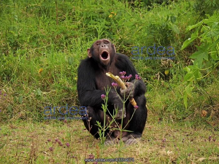 : 80199979 Chimpanzee - adult male wth piece of bamboo : 80199979 Chimpanzee - adult male wth piece of bamboo