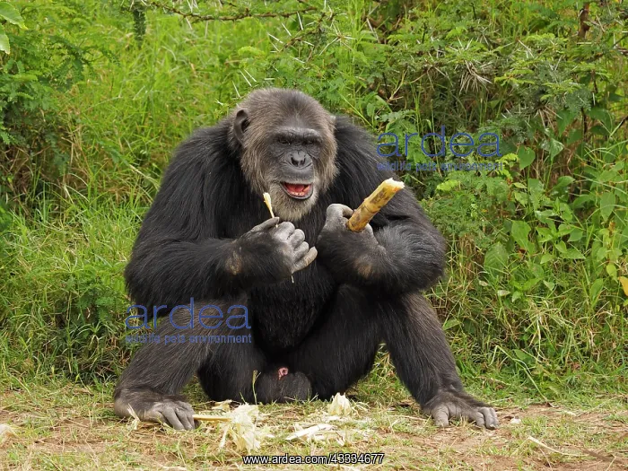 : 80199980 Chimpanzee - adult male wth piece of bamboo : 80199980 Chimpanzee - adult male wth piece of bamboo