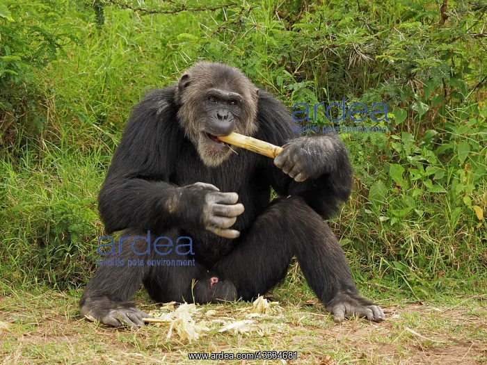 : 80199981 Chimpanzee - adult male wth piece of bamboo : 80199981 Chimpanzee - adult male wth piece of bamboo