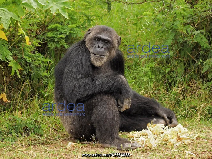 : 80199982 Chimpanzee - adult male sitting on the : 80199982 Chimpanzee - adult male sitting on the