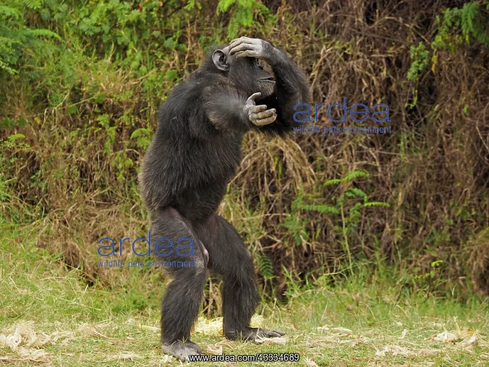 : 80199983 Chimpanzee - adult male sitting on the : 80199983 Chimpanzee - adult male sitting on the