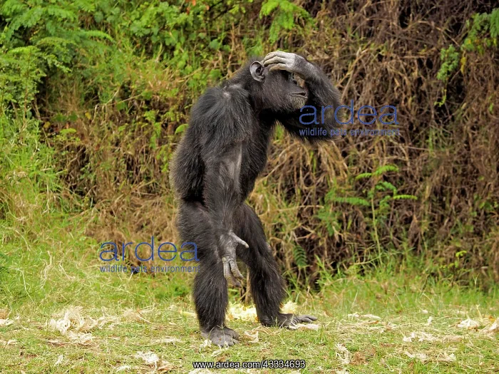 : 80199984 Chimpanzee - adult male sitting on the : 80199984 Chimpanzee - adult male sitting on the