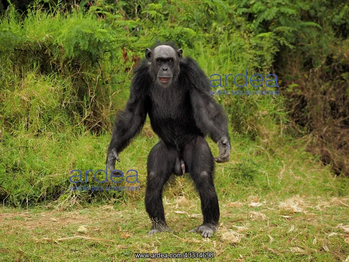  : 80199985 Chimpanzee - adult male sitting on the