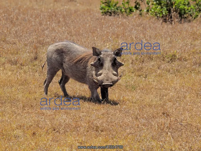 : 80199986 Warthog - bore Sweetwater Game Reserve : 80199986 Warthog - bore Sweetwater Game Reserve