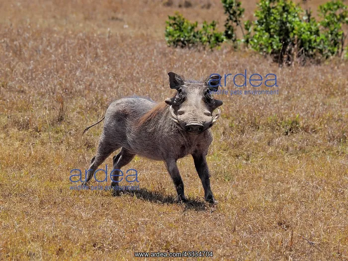 : 80199987 Warthog - bore Sweetwater Game Reserve : 80199987 Warthog - bore Sweetwater Game Reserve