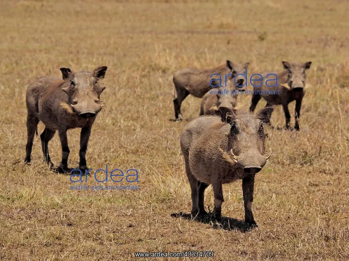  : 80199988 Warthog - herd Sweetwater Game Reserve
