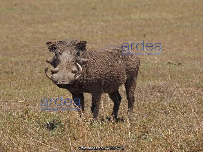 : 80199989 Warthog - old bore Sweetwater Game Reserve : 80199989 Warthog - old bore Sweetwater Game Reserve
