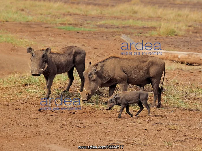 : 80199990 Warthog - herd Sweetwater Game Reserve : 80199990 Warthog - herd Sweetwater Game Reserve