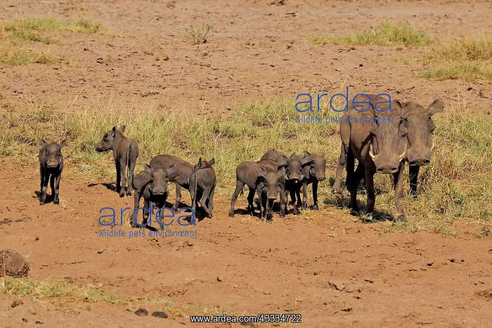 : 80199991 Warthog - herd Sweetwater Game Reserve : 80199991 Warthog - herd Sweetwater Game Reserve