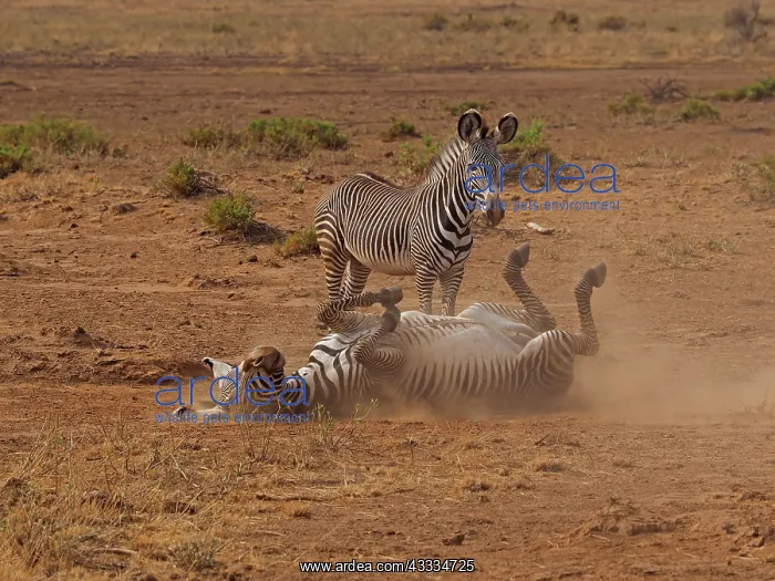 : 80199992 Grevy's Zebra - female bathing in dust : 80199992 Grevy's Zebra - female bathing in dust