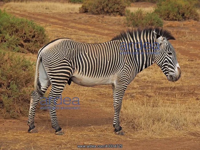 : 80199993 Grevy's Zebra - stallion Samburu Game Reserve : 80199993 Grevy's Zebra - stallion Samburu Game Reserve