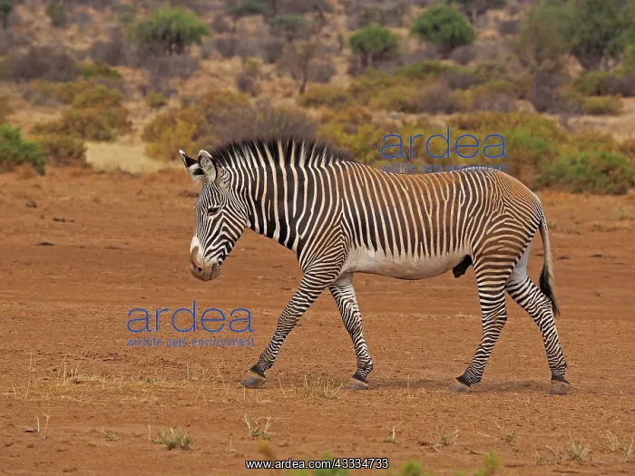 : 80199994 Grevy's Zebra - stallion Samburu Game Reserve : 80199994 Grevy's Zebra - stallion Samburu Game Reserve