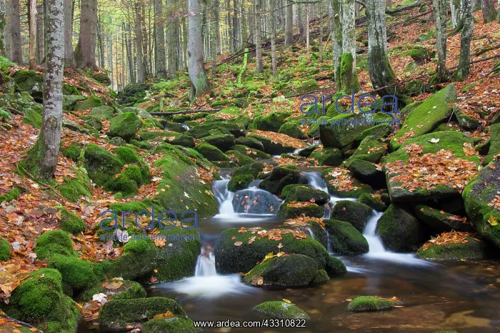 : 80199995 Stream Kleine Ohe - in autumn Bavarian : 80199995 Stream Kleine Ohe - in autumn Bavarian