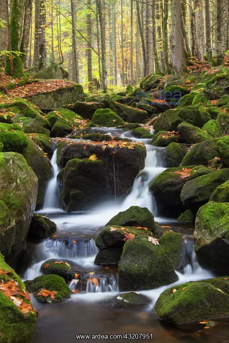 : 80199996 Stream Kleine Ohe - in autumn Bavarian : 80199996 Stream Kleine Ohe - in autumn Bavarian