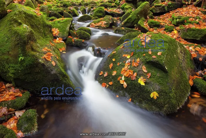  : 80199998 Stream Kleine Ohe - in autumn Bavarian