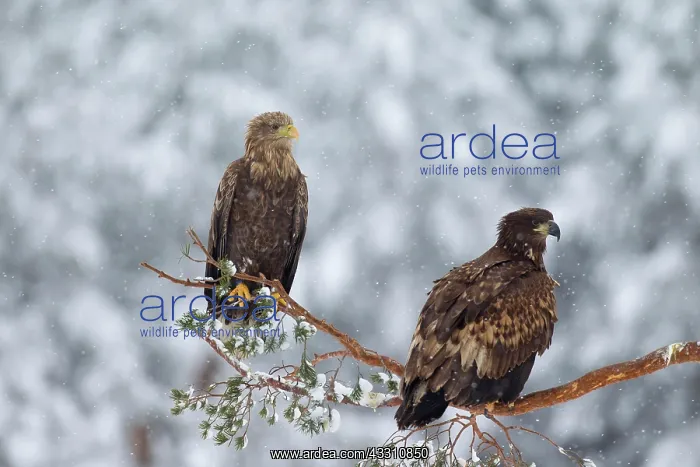 : 80199999 White-Tailed Eagle - adult and young in : 80199999 White-Tailed Eagle - adult and young in